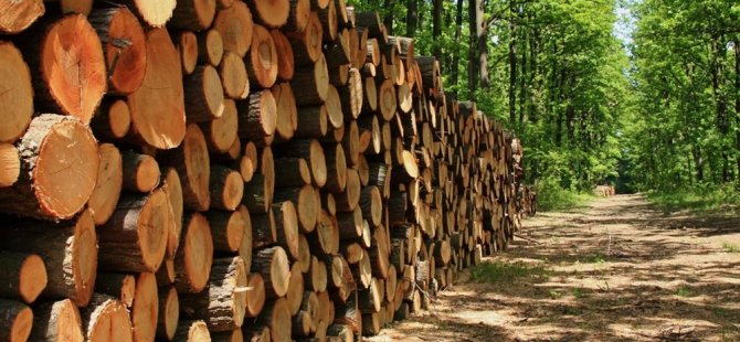 Ormancılar Derneği: “Odun satışları denetlenmeli”