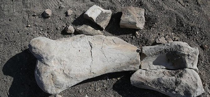 Moğolistan'da 120 milyon yıllık dinozor fosili bulundu