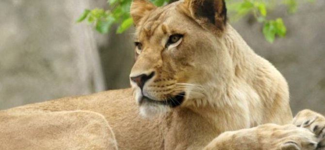 Hayvanat bahçesindeki dişi aslan üç yavrusunun babasını öldürdü