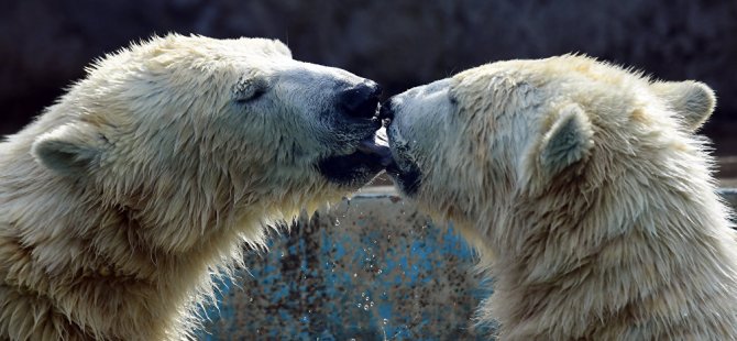 Çiftleşen kutup ayılarını korkutan adama hapis cezası