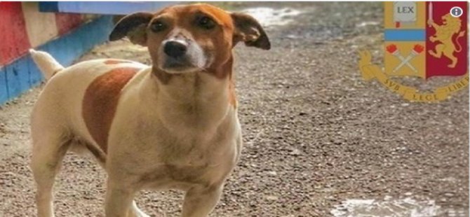 Napoli mafyası, uyuşturucu avcısı köpek Pocho'yu ölüme mahkum etti