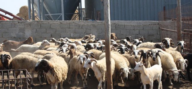 Devlet üretme Çiftliği kasaplık hayvan satışı yapacak