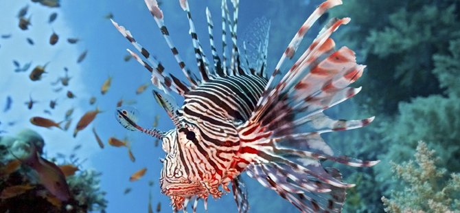 Gökova Körfezi'nde kırmızı alarm: 'Son derece tehlikeli bir balık türü'