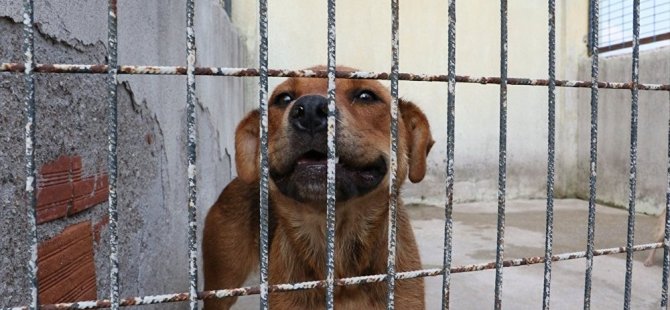 Güney Kore'nin en büyük köpek mezbahası kapatıldı