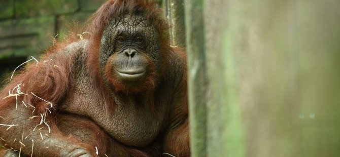 Endonezya'da bir orangutanın 6 yıl boyunca genelevde zorla çalıştırıldığı ortaya çıktı