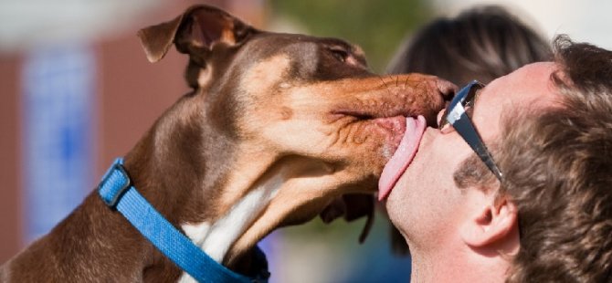 Belçikalı profesörden uyarı: Köpek salyası insanlar için ölümcül olabilir