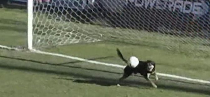 Futbol sahasına giren köpek gol kurtardı