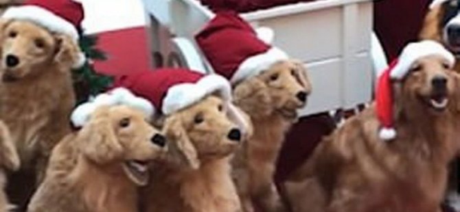 Golden Retriever'ların Noel'i: Robot köpeklerin arasında kamufle oldular (video)