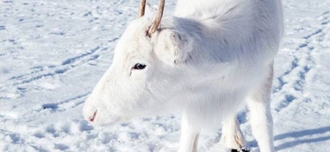 Norveç'te bir fotoğrafçı, nadir görülen beyaz Ren geyiklerini görüntüledi