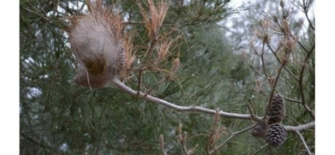 İlaçlanan sahalarda zararlı popülasyon düşüyor