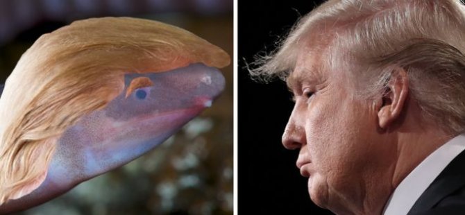 Trump'ın adı başını kuma gömen canlıya verildi: Dermorphis Donaldtrumpi