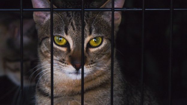 ABD'nin California eyaletinde Pet Shop’lar sadece ‘kurtarılmış’ hayvanları satabilecek