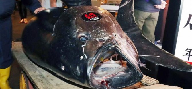 Dev ton balığı 3 milyon dolardan yüksek fiyata satıldı