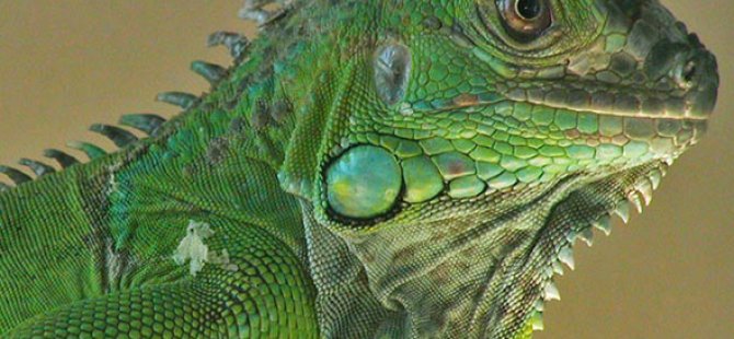 Florida'da hava durumu uyarısı: Gökten iguana yağabilir