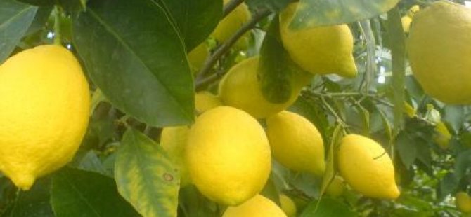 Standart dışı limon için CYPFRUVEX’e müracaatların 25 Ocak’a kadar yapılması gerekiyor