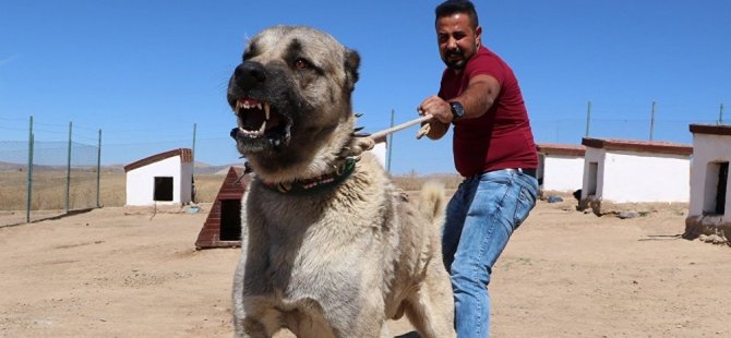 Kangal köpeklerinin yavrularını yemesinin sırrı çözüldü