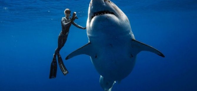 Dünyanın en büyük köpekbalığı görenleri şaşırttı! (video)
