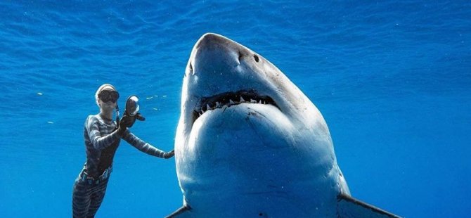 Dünyanın en iri büyük beyaz köpekbalığıyla yüzdüler