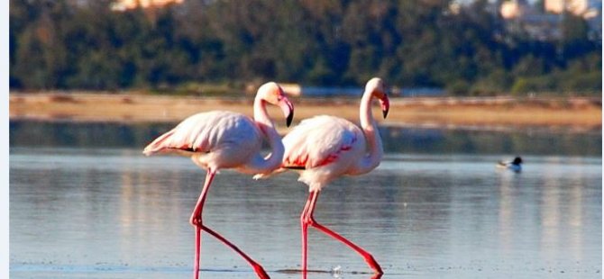 Flamingolar Kıbrıs'ta (Video)