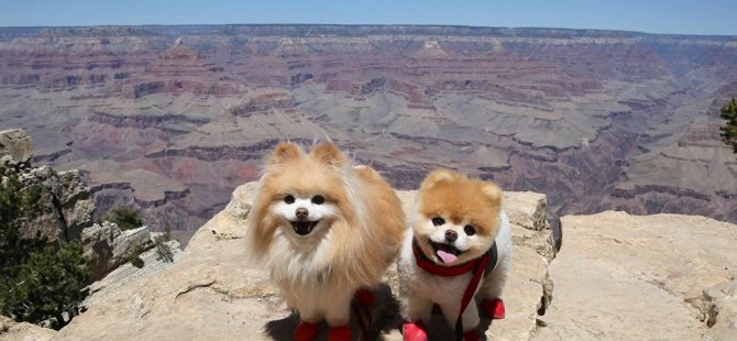 Dünyanın en sevimli köpeği' Boo, 'kalp kırıklığından' öldü