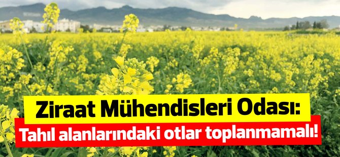 Ziraat Mühendisleri Odası: “Tahıl alanlarındaki otlar toplanmamalı”