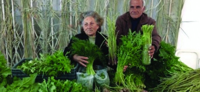 Tarım Dairesi’nden tahıl ekili alanlarda hastalık uyarısı…