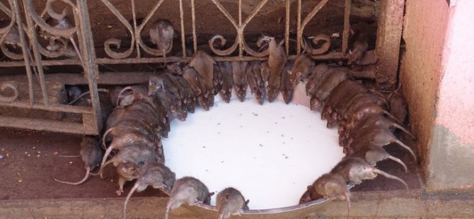 Burada insanlar farelere tapıyor...