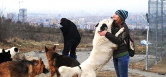 Hayvanseverler dolandırıcıların yeni hedefi