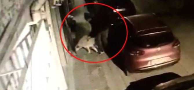 Köpeğe tecavüz etmeye çalışırken mahalle sakinlerine  yakalandı, temiz dayak yedi( video-haber)