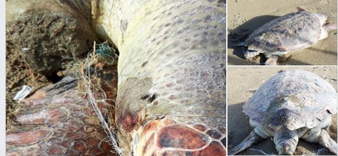 Devasa kaplumbağa Silver Beach'te sahile vurdu