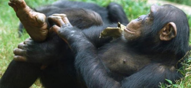 Şempanzeler, hayvanat bahçesinde ağaç dalını merdiven olarak kullanıp kaçtı(video)