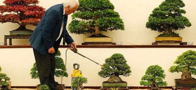 400 yıllık ağaçları çalınan Japon çiftten hırsızlara: Onları haftada bir sulayın