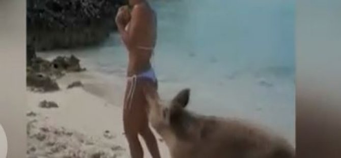 Ünlü modeli bikini çekiminde 4 domuz ısırdı(video)