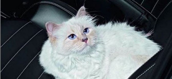 Bu kedi, 200 milyon dolarlık mirasa sahip olabilir