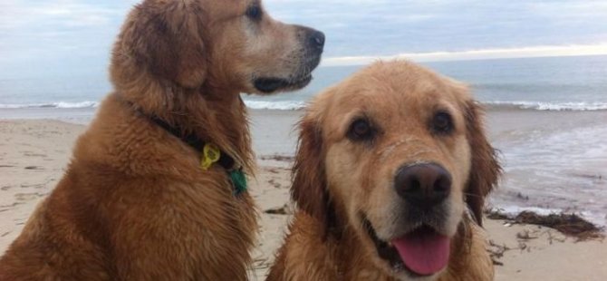 Köpeklerini vegan olarak yetiştiren kadın: İki köpeğim de sağlıklı ve mutlu
