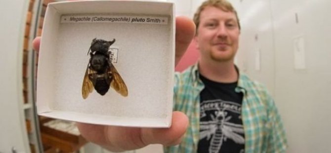 Tükendiği sanılan dünyanın en büyük arısı ortaya çıktı
