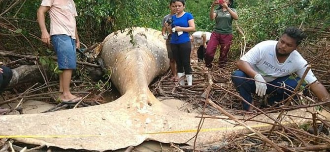 Oraya nasıl gitti? Amazon ormanlarında kambur balina ölüsü bulundu