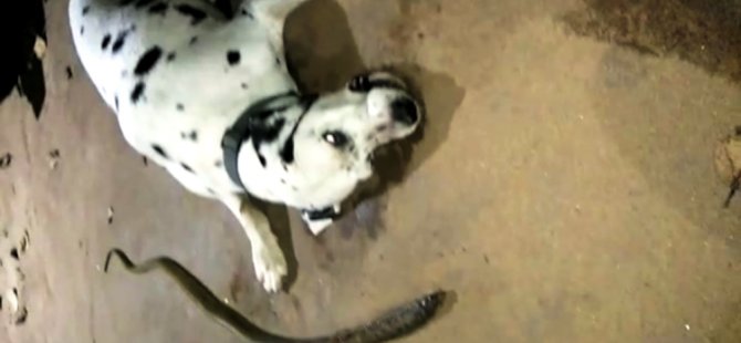 Hindistan'da bir köpek, eve giren kobrayı hayatı pahasına durdurdu