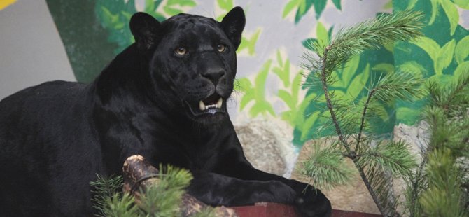 Jaguar hayvanat bahçesinde selfie çekmeye çalışan kadına saldırdı (Video)
