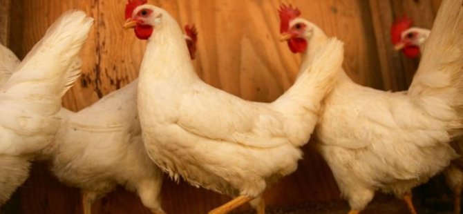 Tavuklar birlik olup kendilerini koruyabilir mi?