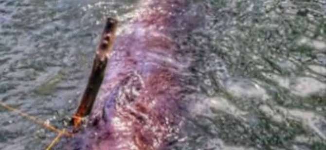 Sahile vuran balinanın midesinden 40 kilo naylon torba çıktı