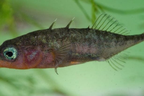 Evrimsel genetiğe bir örnek: Dikence Balığı paralel evrim çalışmalarına ışık tuttu