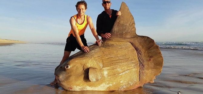 Avustralyalı balıkçılar dev bir balık buldu