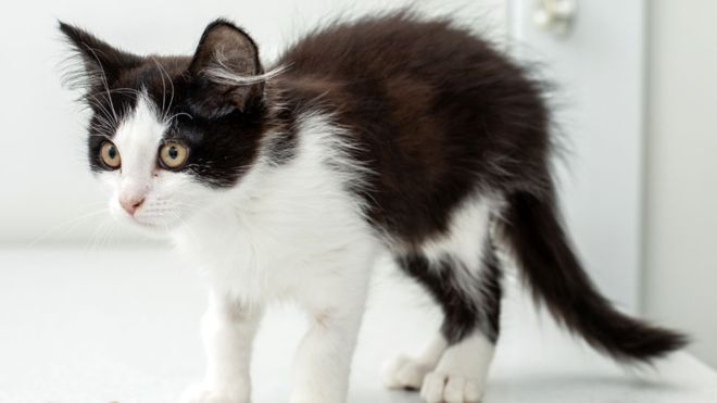 3 bin yavru kedi öldürüldü: ABD'de toksoplazmoz araştırmasında artık kediler kullanılmayacak