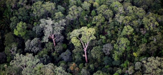 Dünyanın en uzun tropikal ağacı keşfedildi