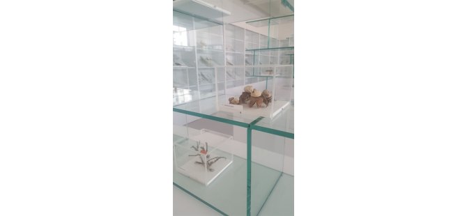 “Herbaryum ve Doğa Tarihi Müzesi” açılıyor
