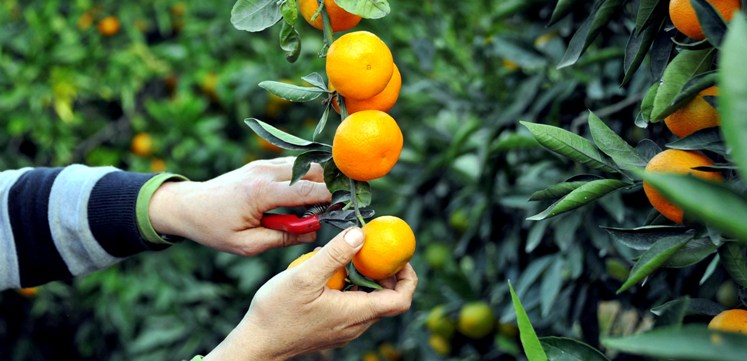 CYPFRUVEX mandora ve greyfrut alım fiyatlarını belirledi