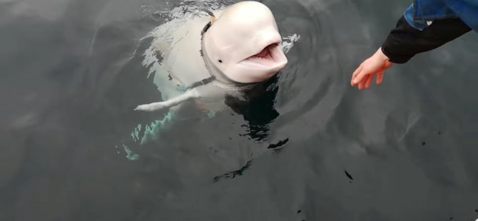 ‘Rusya’nın casusu’ olduğu iddia edilen balina, suya düşen telefonu kurtardı (Video)