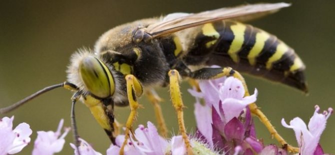 Eşek arıları bu denklemi çözebiliyor: X, Y'den, Y de Z'den büyükse X, Z'den büyüktür