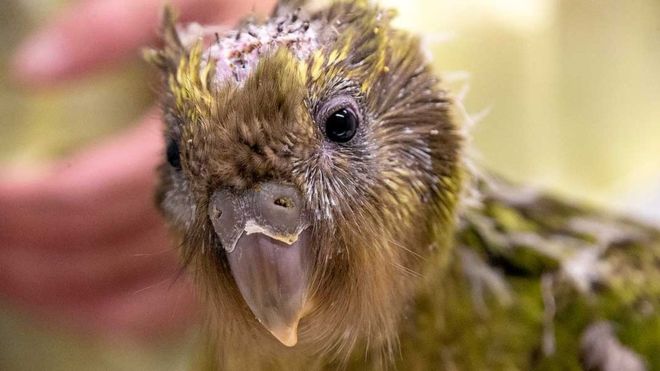 Soyu tükenme tehlikesiyle karşı karşıya olan küçük kakapoya beyin ameliyatı